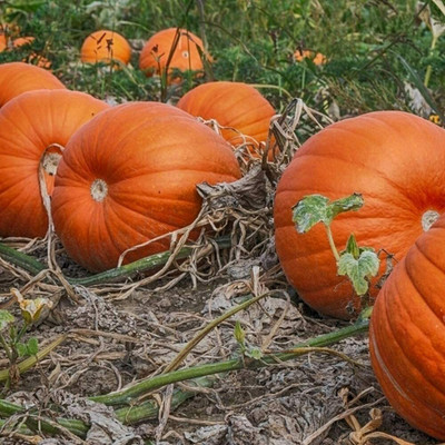CYBEXIS Pumpkin Seeds Natural Fresh 100 Seeds Seed(100 per packet)