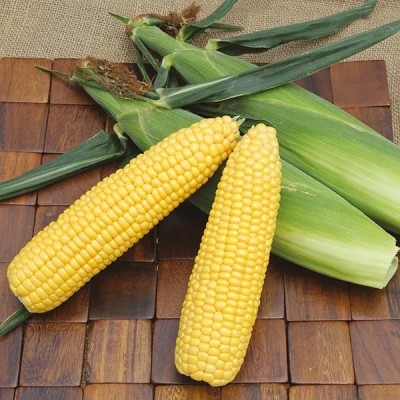 CEZIUS SWEET CORN SEEDS |Easy To Grow Seed(100 per packet)