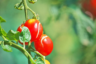 SeedStore tomato Seed(135 per packet)