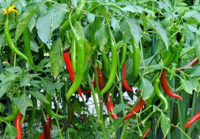 the green dotcom Chilli seeds, Hari mirch Seed(97 per packet)