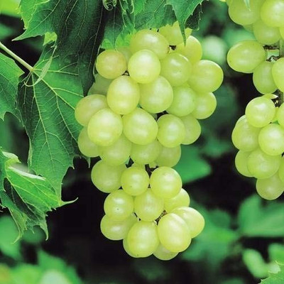 Aro Grapes, Green Grapes Seed(37 per packet)