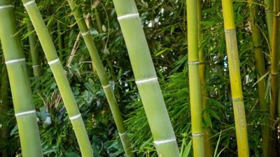 XOLDA Exotic bamboo Seed(46 per packet)