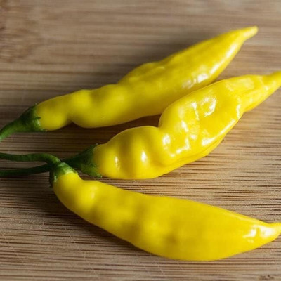 Qualtivate PUAS-7A Non-GMO Aji Lemon Chilli Seed(300 per packet)