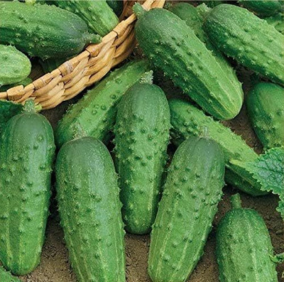 Qualtivate PUAS-9A Cucumber Bush Type Pickling Heirloom Seed(300 per packet)