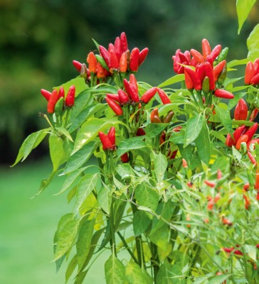 JAYANTAHALDER Bullet Chilli, Bullet Mirchi Seed(100 per packet)