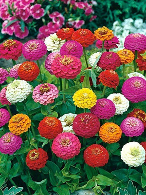 Quentova LILLIPUT GEM MIX ZINNIA-XLR-6T Seed(100 per packet)