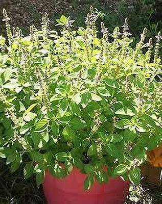 Seedsqlty Krishna tulsi seeds Seed(10 per packet)