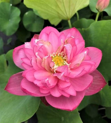 DEYS AGRO ™ Sacred Lotus Seeds for Spiritual Growth Seed(14 per packet)