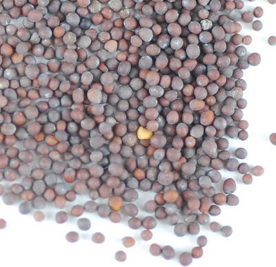 CYBEXIS GBPUT-61 - Brown Mustard Sprouting - (2250 Seeds) Seed(2250 per packet)