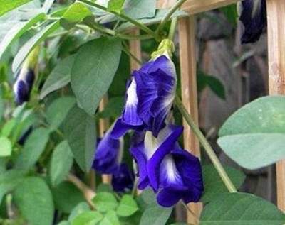 Dasstore APARAJITA FLOWER SEED PACK OF 20 Seed(20 per packet)