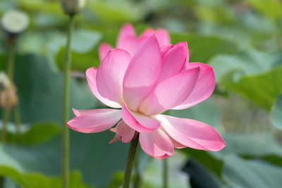 Hanu lotus,kamal gatta Seed(10 per packet)