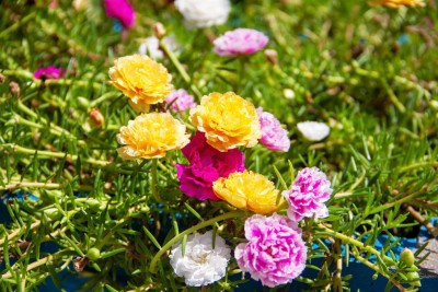 Bula Plant House Portulaca Flower Mix Perennial Garden Organic Seed(281 per packet)