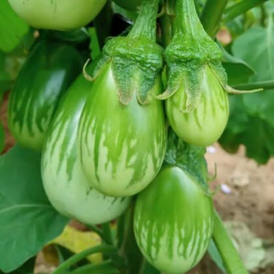 KNESSiN Desi Brinjal Eggplant Variety Green Brinjal ( Seeds) Seed(1000 per packet)