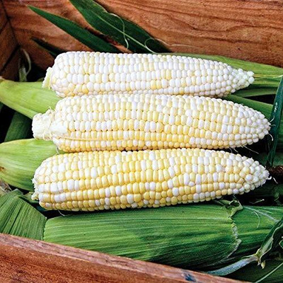 WILLVINE PAU -XI Wayland Chiles Sweet Corn-[250g] Seed(1000 per packet)