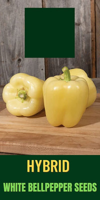 Qualtivate PUA-4A Imp. Capsicum White Seeds Seed(100 per packet)