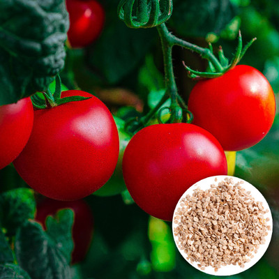 Seedsilk Store Hybrid Tomato Seed | Vegetable Seed(30 per packet)