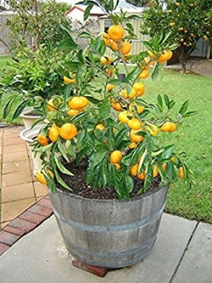 ENINE Kagzi Nimbu Lemon Gardening Plant Seeds AE19 Seed(5 per packet)