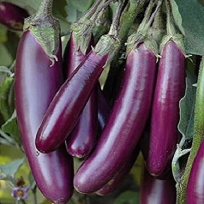 VibeX ® VXI-337 F1 HYBRID BRINJAL LONG SEEDS Seed(200 per packet)