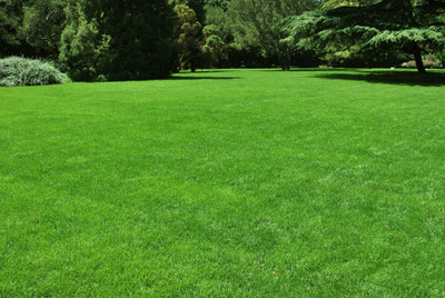 Arshiayat Bermuda Grass Seeds Seed(2000 per packet)