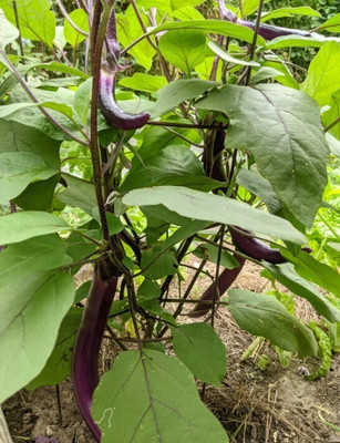 Avysa Chinese String Eggplant Seed(300 per packet)
