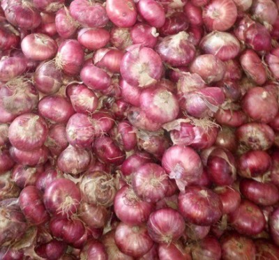 Quentova Nasik Onion-DXL-8Y Seed(250 per packet)