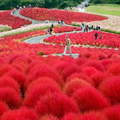 Avysa Kochia Green Bush Plant Seeds Seed(30 per packet)