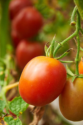 BDSreolve tomato Seed(105 per packet)