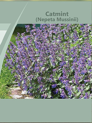 CYBEXIS NDIR-17 - Catmint Blue Wonder(Nepeta Mussinii) - (4500 Seeds) Seed(4500 per packet)