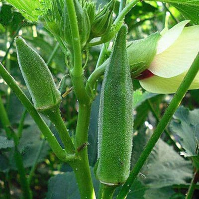 Arshiayat Okra, Bhindi, Ladies Fingers, F1 Hybrid Vegetable Seed(100 per packet)