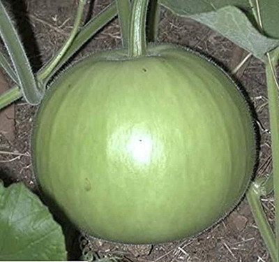 Qualtivate PUAS-9A ROUND BOTTLE GOURD SEEDS Seed(50 per packet)