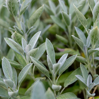 CYBEXIS GUA-83 - Mauve Sage Herb - (450 Seeds) Seed(450 per packet)