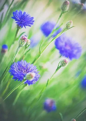 Aro Cornflower Seed(45 per packet)