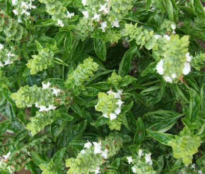 CYBEXIS VXI-70 - Sweet Basil Genovese - (4500 Seeds) Seed(4500 per packet)