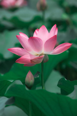 SREE lotus,kamal gatta Seed(14 per packet)