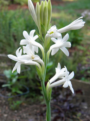 LiveNature Rajanigandha Flower Bulbs/Tuberose Flower 5 Seed(5 per packet)