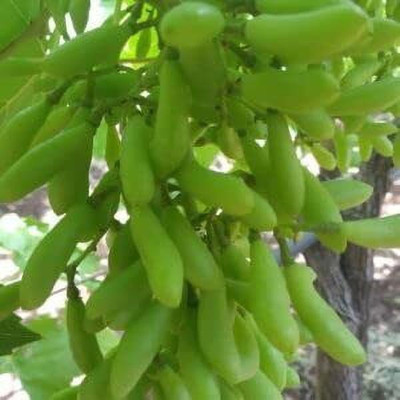 MAA Grapes, Green Grapes Seed(43 per packet)