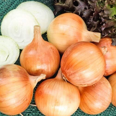 Qualtivate RES-7A Giant Onion Chalcedone Seed(500 per packet)