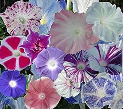 ACCELCROP Morning Glory Ipomoea Seiryu Blue Dragon Seed(80 per packet)