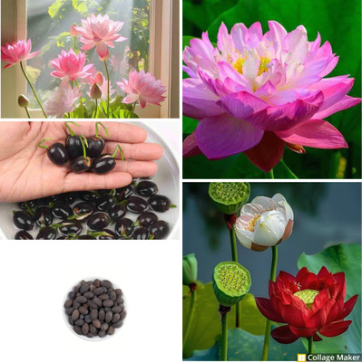 SEMINA VITA ™ lotus seeds hybrid flower, lotus seeds mix colour Seed(17 per packet)