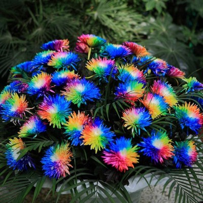 CYBEXIS LX-64 - Rainbow Chrysanthemum Hardy Perennial - (270 Seeds) Seed(270 per packet)