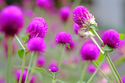 BHUSAN Gomphrena Mix colour Flower Seed(420 per packet)