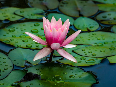 GREENBAAG lotus,kamal gatta Seed(10 per packet)