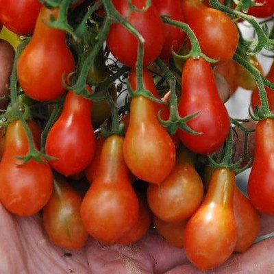 Biosnyg Hybrid Dwarf Romanian Tomato Vegetable Seeds For Planting - (2000 Seeds) Seed(2000 per packet)