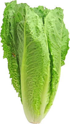 VibeX GBPUT-61 - Parris Island Cos Romaine Lettuce - (150 Seeds) Seed(150 per packet)
