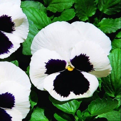 Aywal Pansy Viola Mixed Flower Seed(70 per packet)