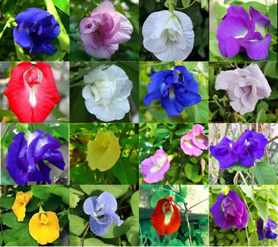 Pbevergreen Butterfly Pea Flower Seed(53 per packet)