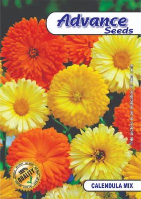 Clint MIXED CALENDULA FLOWER SEEDS: EASY GROW VARIETY Seed (40 per packet) Seed(40 per packet)