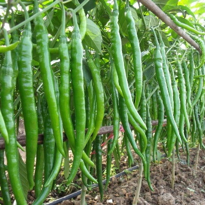 Cloud Farm Chilli Seeds Seed(90 per packet)