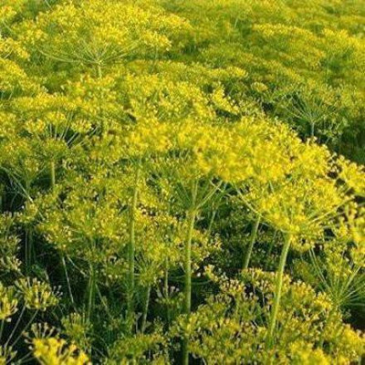 CYBEXIS GUA-49 - Elephant Dill (Anethum graveolens) - (250 Seeds) Seed(250 per packet)