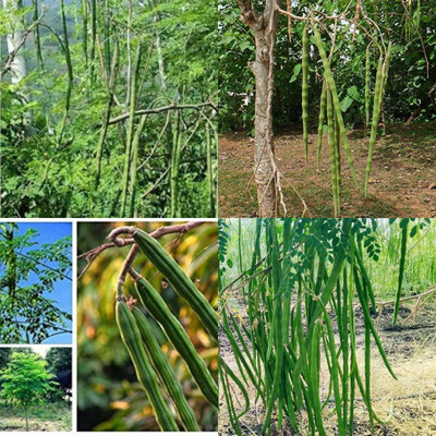 ibains All time hybrid moringa seeds pack of 66 Seed(66 per packet)